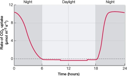 Refer to the graph below.   This graph was generated using data collected over a 24-hour period on the rate of carbon dioxide uptake by a leaf on a living plant.Based on the pattern revealed by the data, it can be concluded that the plant can be classified as a _______ plant.