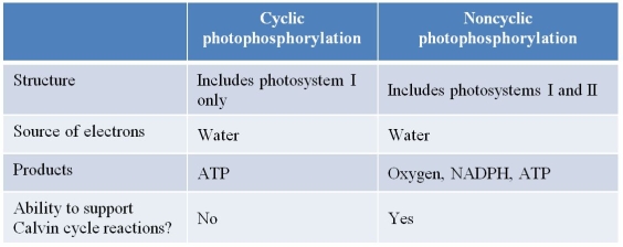 Refer to the table below, which summarizes similarities and differences between cyclic and noncyclic photophosphorylation.   Which statement corrects an inaccuracy present in this table? A)  Cyclic photophosphorylation uses photosystem II, not photosystem I. B)  Both types of photophosphorylation can support Calvin cycle reactions. C)  Only noncyclic photophosphorylation uses water as an electron donor. D)  Both types of photophosphorylation produce oxygen as a product. E)  ATP is produced only during cyclic photophosphorylation.