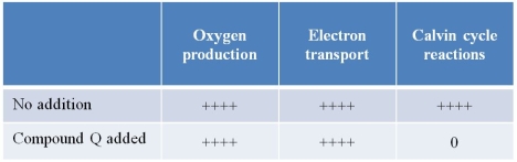 Researchers developing herbicidal chemical agents tested one, compound Q, on the ability of chloroplasts isolated from spinach leaves to carry out three stages of photosynthesis under illumination.The results are shown in the table below.   The table indicates the levels of activity in these photosynthesis stages.The number of  +  signs indicates the relative level of activity, while  0  indicates no activity.Which statement is consistent with these results? A)  Compound Q binds to one of the electron carrier proteins in photosystem I and inhibits its ability to accept electrons. B)  Compound Q inhibits NADP<sup>+</sup> reductase, the enzyme that catalyzes the transfer of electrons in the formation of NADPH. C)  Compound Q induces the light reactions and light-independent reactions to lose their dependency on light. D)  Compound Q reverses the sequence of the light reactions and light-independent reactions. E)  Compound Q allows protons to leak through the thylakoid membrane, disrupting the ability of the chloroplast to synthesize ATP required by the Calvin cycle.