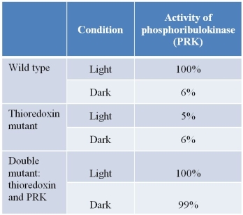 Refer to the table below showing observations from experiments conducted on three types of pea plants.One type of pea plant contained a mutation in the gene encoding thioredoxin that resulted in zero production of the protein thioredoxin.Another type contained two mutations: the same thioredoxin mutation as in the previous type and a mutation in the gene encoding the Calvin cycle enzyme phosphoribulokinase (PRK)  that did not affect its expression.The third type contained no mutations in either gene and was designated as  wild type.  Before the experiments, all plants were kept on a 14-hour light/10-hour dark cycle for several weeks.   In conducting the experiments, researchers excised leaves either toward the end of a light cycle or toward the end of a dark cycle.Chloroplasts were then isolated and lysed to release the contents of the stroma, and PRK was assayed to determine its catalytic activity.Which statement about thioredoxin is consistent with these data? A)  Thioredoxin is an electron carrier protein that participates in the electron transport chain during photophosphorylation. B)  Thioredoxin is a regulatory molecule, becoming activated via light-induced changes and then activating PRK by shifting it from an inactive to an active conformation. C)  Thioredoxin is a regulatory molecule, shutting down Calvin cycle reactions by acting as an alternative to NADP<sup>+</sup> as the final electron acceptor during the light reactions. D)  Thioredoxin is an enzyme that functions in carbon fixation as an alternative to the Calvin cycle enzyme rubisco. E)  Thioredoxin is an integral protein component of the thylakoid membrane that ensures that the membrane remains impermeable to protons.