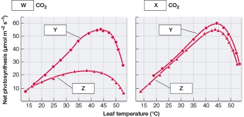 Refer to the graphs below.   The graphs were generated from photosynthesis rate data collected at varying temperatures from two species of plants measured under different CO<sub>2</sub> levels.Match the correct labels to the graphs. A)  W = low; X = high; Y = C<sub>3</sub> plant; Z = C<sub>4</sub> plant B)  W = high; X = low; Y = C<sub>3</sub> plant; Z = C<sub>4</sub> plant C)  W = high; X = low; Y = CAM plant; Z = C<sub>3</sub> plant D)  W = low; X = high; Y = C<sub>4</sub> plant; Z= C<sub>3</sub> plant E)  W = low; X = high; Y = C<sub>3</sub> plant; Z = CAM plant