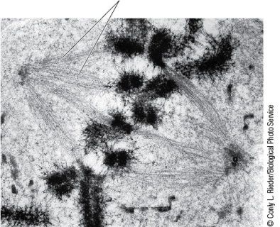 Refer to the figure showing a phase of mitosis.   What phase is shown here? A)  Mitosis prophase B)  Mitosis metaphase C)  Mitosis anaphase D)  Meiosis prophase I E)  Meiosis prophase II