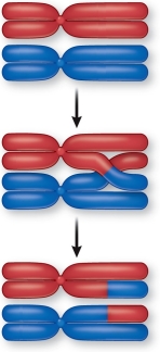 Refer to the figure showing crossing over.   This figure depicts A)  prophase I. B)  prophase II. C)  metaphase I. D)  metaphase II. E)  anaphase.