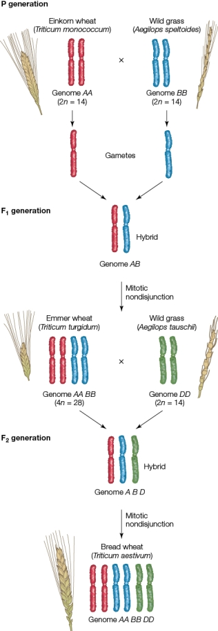 Refer to the figure showing the artificial selection of wheat.   According to the figure, what is the ploidy level of the most modern form of wheat? A)  1n B)  2n C)  3n D)  4n E)  6n