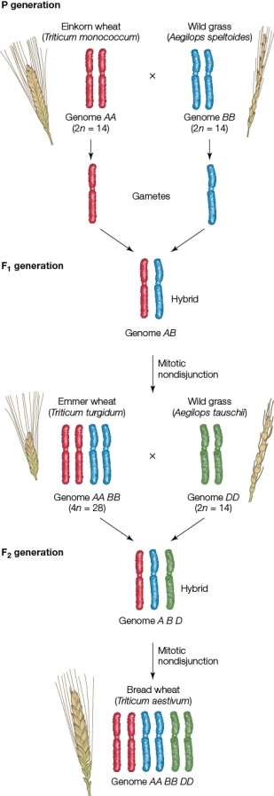 Refer to the figure showing the artificial selection of wheat.   If the haploid number is 7, how many chromosomes are in the gametes of the most modern form of wheat? A)  7 B)  14 C)  21 D)  28 E)  35