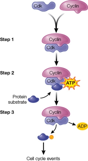 Refer to the figure showing cyclin binding to Cdk.   The regulation carried out by cyclins and Cdk's varies across the cell cycle.What is the primary reason for this variation?