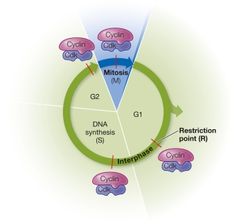 Refer to the figure showing cyclin-dependent kinases regulating the progress of the cell cycle.   At what point is the commitment made to another cell cycle?