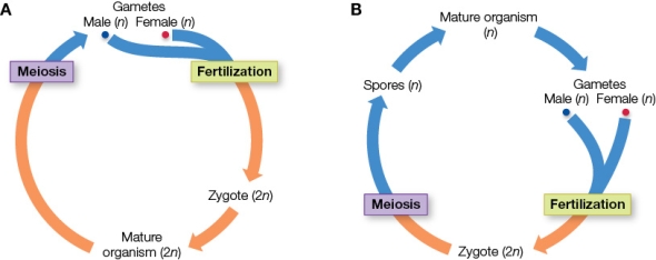 Refer to the figure showing two sexual life cycles.   Which sexual life cycles are represented? Provide an example organism for each life cycle, and describe the mature organism.