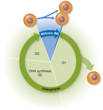 Refer to the figure showing the eukaryotic cell cycle.   At what point is the cell cycle likely to be the most difficult to reverse or to stop? A)  Early in G1 phase, before the restriction point (R)  B)  Late in G1 phase, after the restriction point (R)  C)  During S phase D)  Early in G2 phase E)  Late in G2 phase