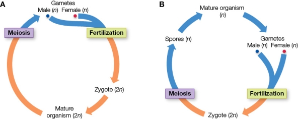 Refer to the figure showing two sexual life cycles.   An example of an organism with life cycle A is _______, and an example of an organism with life cycle B is _______. A)  a bird; Rhizopus fungus B)  Rhizopus fungus; a bird C)  a fern; a sheep D)  Rhizopus fungus; a fern E)  a bird; a sheep