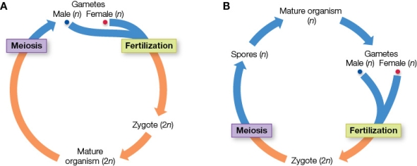 Refer to the figure showing two sexual life cycles.   Which sexual life cycle type is not illustrated, and what is an example of that type of organism? A)  Haplontic; Rhizopus fungus B)  Haplontic; a sheep C)  Diplontic; a sheep D)  Alternation of generations; a fern E)  Alternation of generations; Rhizopus fungus