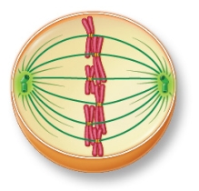 Refer to the figure showing a cell during mitosis.   The phase this cell is in is most likely _______.