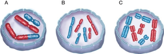 Refer to the figure showing nuclei of somatic cells of a diploid organism with varying chromosomal makeup.   Image _______ best represents the chromosomal makeup of a daughter cell in prophase II of meiosis.