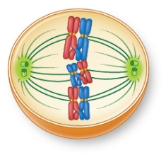 Refer to the figure showing a cell during meiosis.   The phase this cell is in is most likely _______.