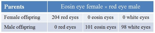 <strong>Refer to the table.In Drosophila, white (w), eosin (w<sup>e</sup>), and wild-type red (w<sup>+</sup>) are multiple alleles at a single locus for eye color.This locus is on the X chromosome.A female that has eosin (pale orange) eyes is crossed with a male that has wild-type (red) eyes.All the female progeny are red-eyed; about half the male progeny have eosin eyes, and about half have white eyes.Assume the female has two X chromosomes and the male has one X and one Y. What is the order of dominance of these alleles?</strong> A) w > w<sup>e</sup> > w<sup>+</sup> B) w<sup>e</sup> > w > w<sup>+</sup> C) w<sup>+</sup> > w > w<sup>e</sup> D) w > w<sup>+</sup> > w<sup>e</sup> E) w<sup>+</sup> > w<sup>e</sup> > w