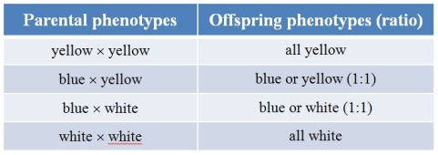 <strong>In a particular plant species, two alleles control flower color, which can be yellow, blue, or white.Crosses of these plants produce the offspring shown in the table. What will be the phenotype, and ratio, of the offspring of a cross of blue *blue?</strong> A) Blue, yellow, and white in a 1:2:1 ratio B) White and yellow in a 1:1 ratio C) Yellow and white in a 3:1 ratio D) Blue and white in a 3:1 ratio E) Yellow, blue, and white in a 1:2:1 ratio