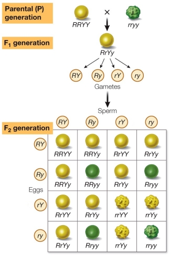 Sometimes scientists get lucky.Consider Mendel's dihybrid cross shown in the figure.   Peas have a haploid number of seven chromosomes, so many of their genes are linked.What would Mendel's results have been if the genes for seed color and seed shape were linked with a map distance of 14 units? A)  14% recombinant, approximately 7% round green and 7% wrinkled yellow B)  14% recombinant, approximately 7% round yellow and 7% wrinkled green C)  50% recombinant, approximately 25% round yellow and 25% wrinkled green D)  90% recombinant, approximately 45% round green and 45% wrinkled yellow E)  90% recombinant, approximately 45% round yellow and 45% wrinkled green