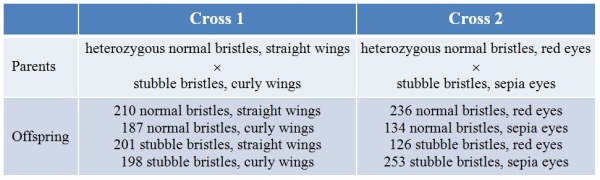 <strong>In Drosophila, three autosomal genes have alleles as follows: Normal bristles (Sb) is dominant over stubble bristles (sb); straight wings (C) is dominant over curly wings (c); and red eye (Se) is dominant over sepia (se).Two test crosses were performed, with the results shown in the table. What linkage can you determine from these crosses?</strong> A) Only Se and Sb are linked, with a distance of 32.2 units. B) Only Sb and C are linked, with a distance of 48.7 units. C) Only Se and C are linked, with a distance of 40.7 units. D) None of the genes are linked. E) All of the genes are on the same chromosome, Se and Sb are 32.2 units apart, and Sb and C are 48.7 units apart.