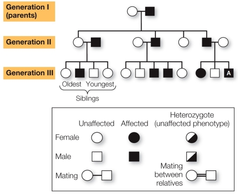 Refer to the figure showing a family pedigree in which several individuals develop a neurodegenerative disease late in life.   If individual A (in generation III)  has children with an unaffected woman, what is the probability that their first child will be affected? A)  0 percent B)  25 percent C)  33 percent D)  50 percent E)  100 percent