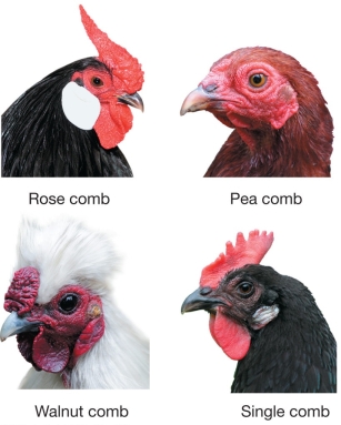Refer to the figure of chicken combs.In chickens, when the dominant alleles of the genes for rose comb (R)  and pea comb (A)  are present together (R_A_) , the result is a bird with a walnut comb.Chickens that are homozygous recessive for both genes produce a single comb.A rose-combed bird is mated with a walnut-combed bird and produces offspring in the proportion 3 walnut : 3 rose : 1 pea : 1 single.   What were the genotypes of the parents? A)  RRaa and RrAa B)  Rraa and RRAa C)  RRaa and RRAa D)  Rraa and RrAa E)  Rraa and RrAA