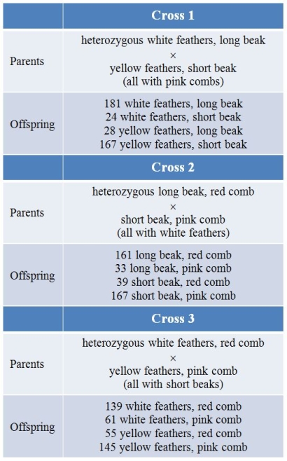 In chickens, white feathers (F)  are dominant over yellow (f) , long beaks (B)  are dominant over short (b) , and red combs (R)  are dominant over pink (r) .You are trying to determine any linkage, and the order of all three genes on the chromosome if they are all linked.You perform three matings of roosters and hens, with the results shown in the table.   What is the arrangement of genes on the chromosome(s) ? A)  None of the genes are linked. B)  F and B are linked; R is not linked to the others. C)  B and R are linked; F is not linked to the others. D)  F - B - R (same as R - B - F)  E)  F - R - B (same as B - R - F) 