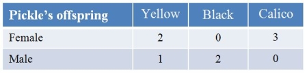 In cats, black coat (B)  is codominant with yellow (b) .The coat color gene is on the X chromosome.Calico cats, which have coats with black and yellow patches, are heterozygous for the coat color alleles.A calico female, Pickle, has a litter, whose characteristics are found in the table.   What is the genotype and phenotype of the father? A)  X<sup>B</sup>Y; yellow B)  X<sup>b</sup>Y; yellow C)  X<sup>B</sup>Y; black D)  X<sup>b</sup>Y; black E)  X<sup>b</sup>Y; calico