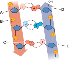 Refer to the figure, which illustrates the chemical structure of DNA.   Which label corresponds to a 3ʹ end? A)  A B)  B C)  C D)  D E)  E