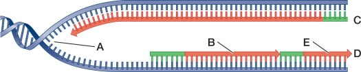 Refer to the figure.   Which structure illustrates a replication fork? A)  A B)  B C)  C D)  D E)  E