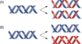 Refer to the figure, which shows DNA replication.   Which diagram (A or B) depicts the process of DNA replication that occurs in human cells?