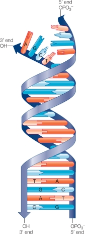 Refer to the figure, which shows DNA complementary base pairing.   Explain the difference between conservative and semiconservative models of DNA replication.What were the experimental results that supported the semiconservative model? What would the results have looked like if the conservative model of DNA replication had been accurate? Are there any other potential hypotheses?
