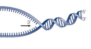 Refer to the figure, which shows double-stranded DNA being prepared for DNA replication.   What proteins (not shown) act on the DNA to unwind and dissociate the strands, and what proteins (not shown) keep the template strands separated?