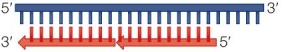 Refer to the figure, which represents one telomere of a eukaryotic chromosome following DNA replication.   The process has left nonreplicated nucleotides that form a 3<font face= symbol ></font> overhang.In a differentiated fibroblast, what will be the resolution of this 3<font face= symbol ></font> overhang? If the cell is a stem cell, what will be the resolution?