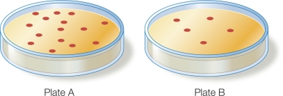 Refer to the figure, showing two culture plates.   A researcher transfects bacteria with a gene that does not confer a selectable phenotype, so he also includes a gene for resistance to the antibiotic neomycin on a separate DNA strand.After the transfection, the researcher divides the culture into two equal fractions.Fraction 1 is spread onto a plate without neomycin (Plate A) , and fraction 2 is spread onto a plate with neomycin (Plate B) .Considering both plates, how many colonies in total are composed of bacteria that have been successfully transfected? A)  15 B)  20 C)  5 D)  10 E)  The total cannot be determined.
