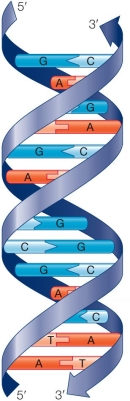 Refer to the figure of a DNA molecule.   One can deduce all of the following information from this image except A)  DNA is antiparallel. B)  DNA has major and minor grooves. C)  DNA complementary base pairing occurs between purines and pyrimidines. D)  DNA is a double-stranded helix. E)  DNA contains noncovalently bonded nucleotides.