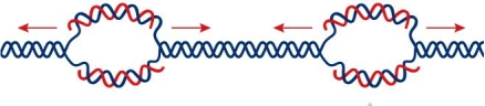 Refer to the figure.   Which statement identifies the figure as representing eukaryotic replication? A)  Replication is bidirectional. B)  DNA has major and minor grooves. C)  Both DNA strands serve as templates for replication. D)  There are multiple origins of replication. E)  The DNA must first be unwound.