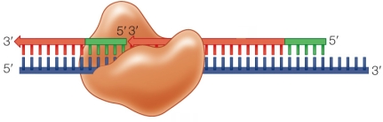 Refer to the figure showing replication.   In the figure, the protein bound to the template DNA strand (blue)  is DNA polymerase III.What is the next step in the replication process? A)  DNA ligase will join the unbound segments. B)  Primase will add a primer within the gap. C)  DNA polymerase will join the unbound segments. D)  DNA polymerase will add an Okazaki fragment. E)  DNA helicase will remove the DNA polymerase.