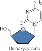Refer to the chemical formula of dideoxycytidine.   The drug dideoxycytidine, used to treat certain viral infections, is a nucleotide made with 2<font face= symbol ></font>,3<font face= symbol ></font>-dideoxyribose.This sugar lacks -OH groups at both the 2<font face= symbol ></font> and the 3<font face= symbol ></font> positions.This drug stops the growth of a DNA chain when added to DNA because A)  DNA ligase cannot link nucleotides. B)  DNA helicase is blocked. C)  DNA polymerase requires a 3<font face= symbol ></font> end -OH group. D)  telomerase is unable to elongate the lagging strand. E)  the sliding DNA clamp dissociates from the DNA strand.