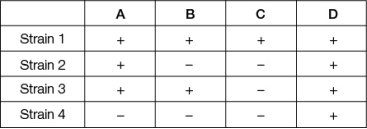 Suppose that a certain wild-type bacteria can synthesize substance D, but various mutant strains cannot.We know that substance D is synthesized from substance X in a pathway that involves three intermediate substances (A, B, and C) , but we do not know the order of the steps in the pathway.The table shows four different mutant strains that have been tested for their ability to grow on the various substances.The  +  means that the strain can grow on that substance.The  ‒  means that the strain cannot grow on that substance.   What is the most likely order of the pathway? (For example, A <font face= symbol ></font> B <font face= symbol ></font> C <font face= symbol ></font> D indicates that substance A is converted to substance B, which is converted to substance C, which is converted to substance D.)  A)  A <font face= symbol ></font> B <font face= symbol ></font> C <font face= symbol ></font> D B)  A <font face= symbol ></font> C <font face= symbol ></font> B <font face= symbol ></font> D C)  B <font face= symbol ></font> A <font face= symbol ></font> C <font face= symbol ></font> D D)  C <font face= symbol ></font> B <font face= symbol ></font> A <font face= symbol ></font> D E)  C <font face= symbol ></font> A <font face= symbol ></font> B <font face= symbol ></font> D