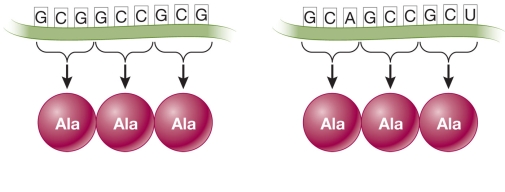 Refer to the figure.   If the base inosine is available, the smallest number of hypothetically possible tRNAs that could be used to translate these two sequences would be A)  1. B)  2. C)  3. D)  4. E)  5.