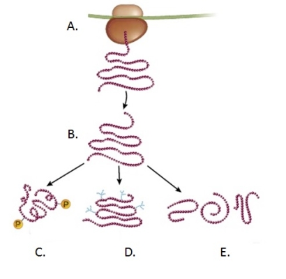 Refer to the figure.   The protein insulin, which plays a role in blood glucose regulation, is first synthesized as proinsulin, a single polypeptide chain with three domains, designated A, B, and C.Domain C connects domains A and B, which bind to one another through intramolecular disulfide bonds.Insulin is secreted as a polypeptide without domain C.In the figure, _______ represents the process that modifies proinsulin to yield insulin. A)  A B)  B C)  C D)  D E)  E