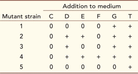 Beadle and Tatum's experiments showed that a biochemical pathway could be deduced from mutant strains.In bacteria, the biosynthesis of the amino acid tryptophan (T) from the precursor chorismate (C) involves four intermediate chemical compounds, which we will call D, E, F, and G.The phenotypes of various mutant strains are shown in the table.Each strain has a mutation in a gene for a different enzyme;  +  means growth with the indicated compound added to the medium, and  0  means no growth.   Based on these data, order the compounds (C, D, E, F, G, and T) and enzymes (1, 2, 3, 4, and 5) in a biochemical pathway.