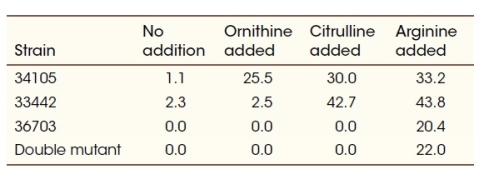 Wild-type Neurospora was treated with X rays to induce heritable mutations.Treated Neurospora cultures were grown on minimal medium ( no addition  in the table) and minimal medium supplemented with the indicated compounds.Growth is indicated as dry weight of fungal material after 5 days.The table shows the results of three mutated strains that were linked to the metabolic pathway that generates arginine.     Without arginine production, Neurospora cannot grow.Considering the biochemical pathway of arginine production and experimental outcomes shown, which two strains are represented by the double mutant? Explain the evidence for your answer and why the other combinations cannot be correct.