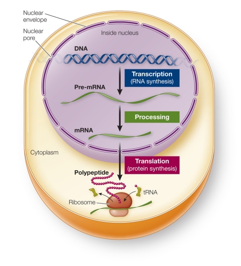 Refer to the figure showing the process of gene expression in eukaryotes.   Which arrow in the indicates translation?