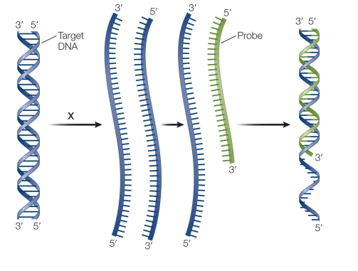 Refer to the figure.   When the technique is used to determine where introns and exons exist, which kind of molecule is used as the probe?