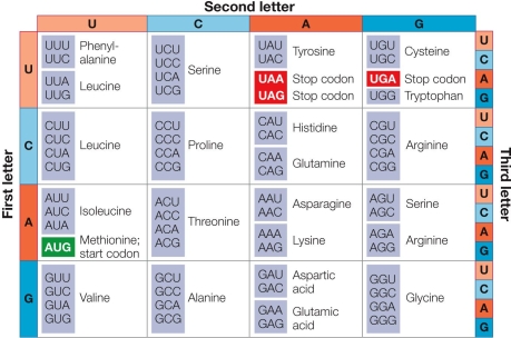 Refer to the figure, which shows the genetic code.   Which amino acid does CGG code for?