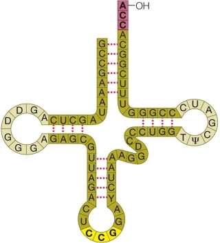 Refer to the figure.   What is the location of the amino acid attachment site of this tRNA molecule?