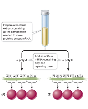 Refer to the figure.   Given the experimental conditions presented, which repeating amino acids would be specified in the polypeptide chains (A and B) , respectively? A)  Phenylalanine and proline B)  Phenylalanine and glycine C)  Alanine and glycine D)  Arginine and glutamic acid E)  Lysine and glycine