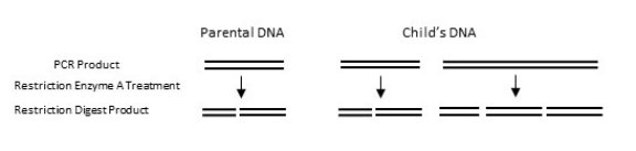Refer to the figure.   Through the use of linkage analysis, a researcher has identified a candidate gene responsible for a novel neurological disease.To obtain enough sample for DNA fingerprinting, the researcher uses PCR to amplify the gene.From the parent's DNA, PCR amplifies one band.From the child's DNA, the same size band plus a second larger band is amplified.Based on the published sequence of the gene, the researcher knows that restriction enzyme A will cut the wild-type allele into two fragments.The fragment sizes identified by DNA gel electrophoresis are shown in the figure.What technique should the researcher next use to identify the nature of the mutation with certainty? A)  DNA fingerprinting B)  DNA linkage analysis C)  DNA sequencing D)  Gel electrophoresis E)  Genetic screening