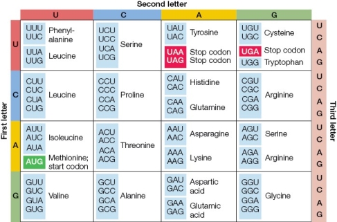 Refer to the chart of the genetic code.   Given the codon CUU, would any mutations in the third position result in a missense mutation? Explain.If there would be any changes, name them.