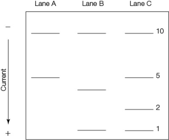 Refer to the figure.   The figure shows a fragment of DNA that has been cut into two fragments by restriction enzyme EcoRI, and into three fragments by restriction enzyme HindIII.Lane A shows the results of digestion with EcoRI, Lane B shows the results of digestion with HindIII, and Lane C shows DNA of known lengths, specifically 1, 2, 5, and 10 kilobases (1 kilobase = 1,000 bp).How long is the original fragment of DNA?